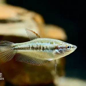 Sofort Bestellen Knurrender Zwerggurami (Trichopsis pumila)